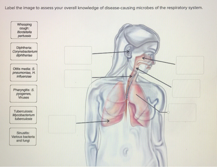 Label The Image To Assess Your Knowledge Of Phospholipid Structure