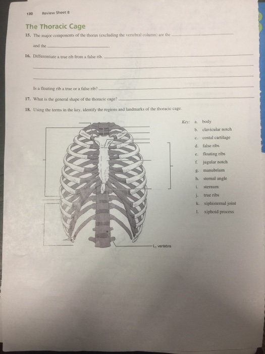 Solved 130 Review Sheet 8 The Thoracic Cage 15. The major | Chegg.com