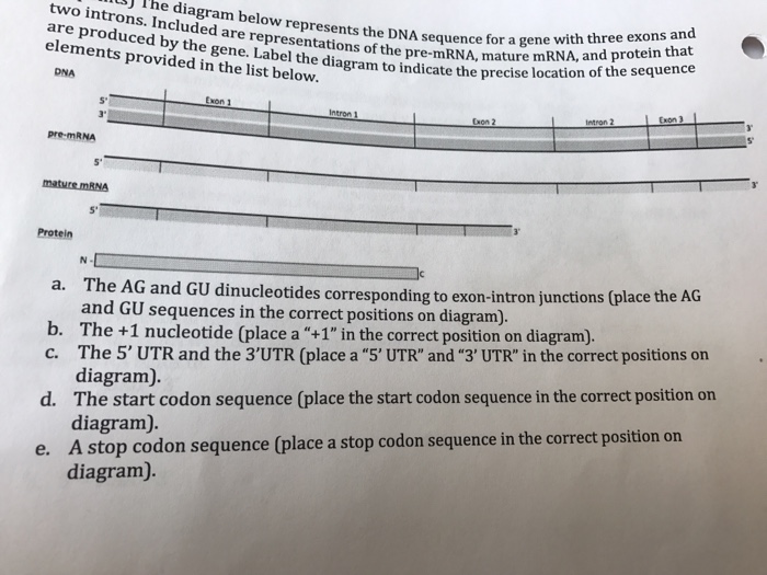 Solved The diagram below represents the DNA sequence for a | Chegg.com