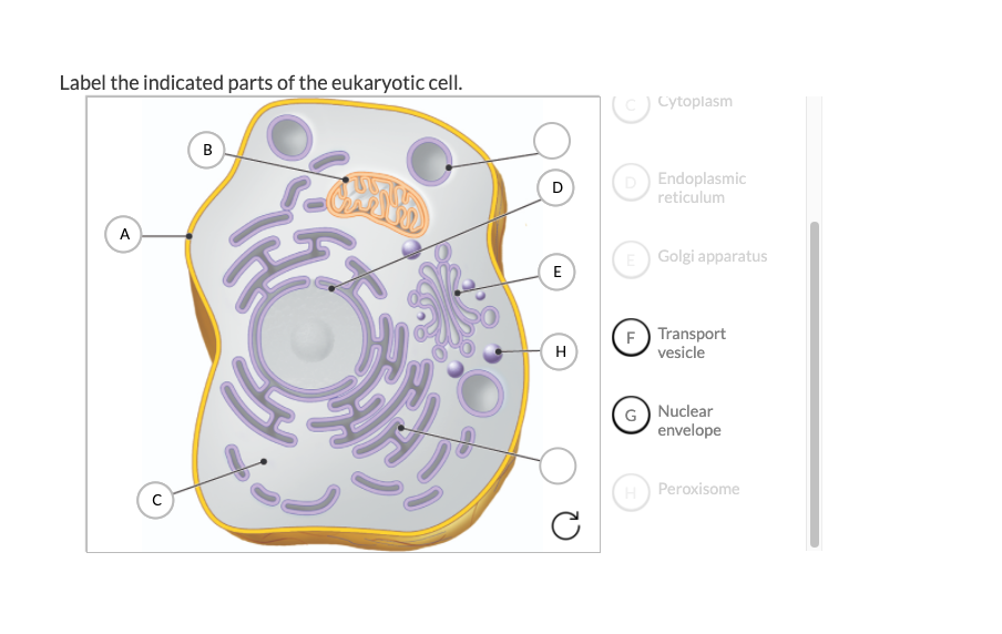 Solved Label the indicated parts of the eukaryotic cell. | Chegg.com