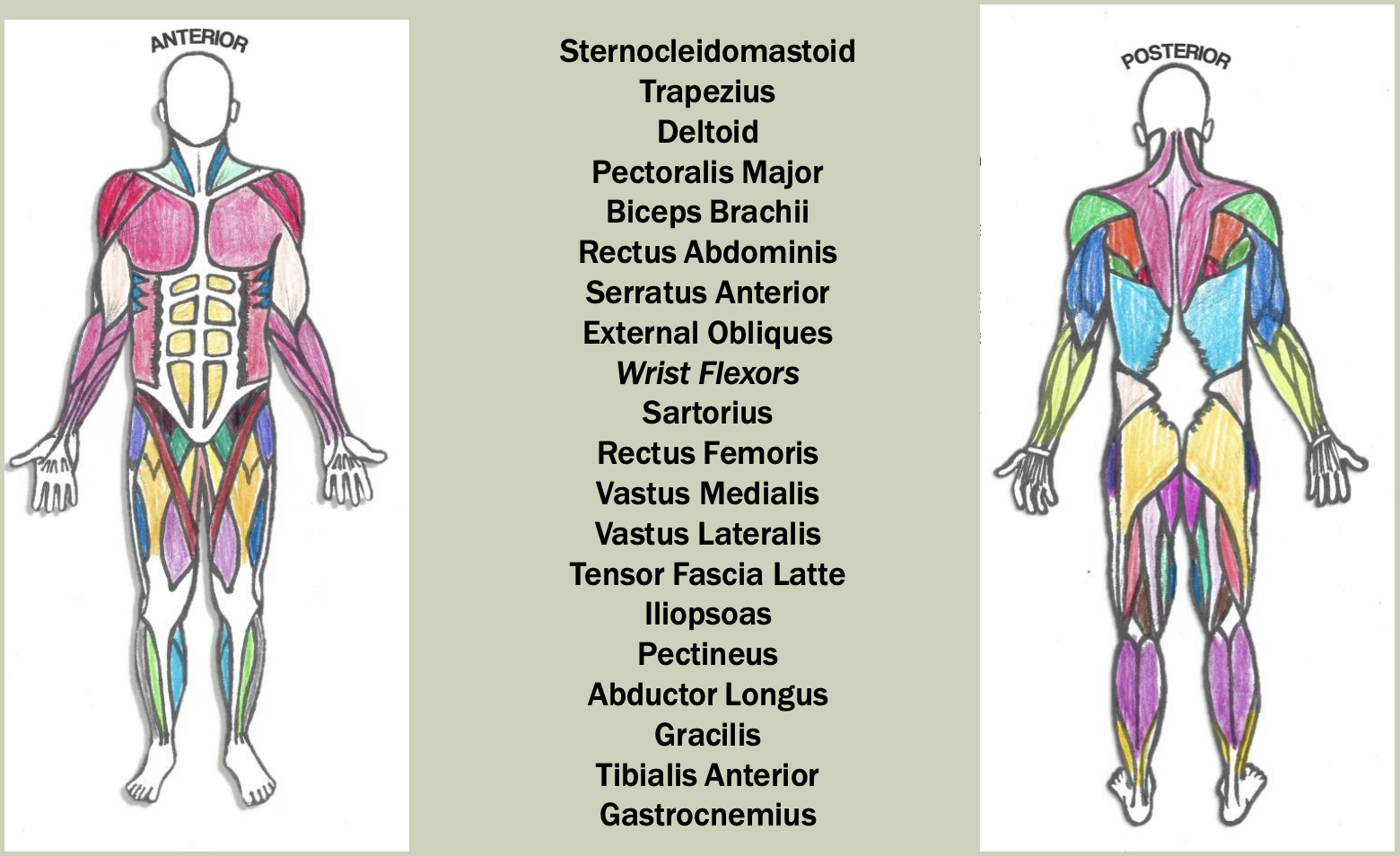 Solved Sternocleidomastoid Trapezius Deltoid Pectoralis | Chegg.com