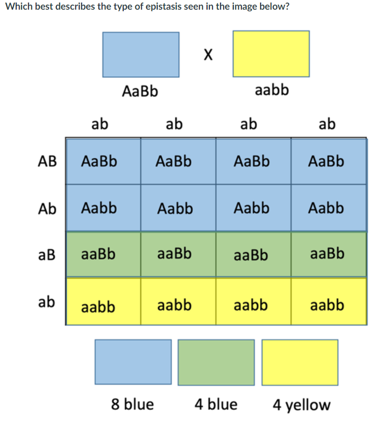 solved-1-which-best-describes-the-type-of-epistasis-seen-chegg