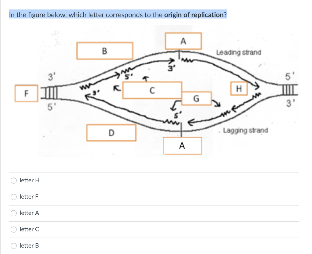 Solved In the figure below, which letter corresponds to the | Chegg.com