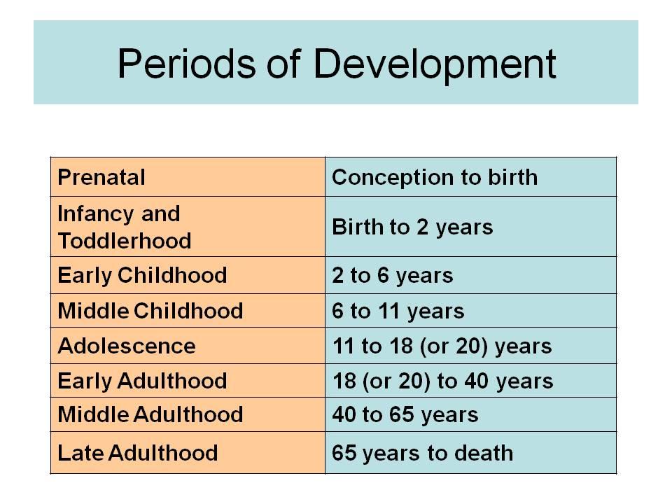 human lifespan development stages