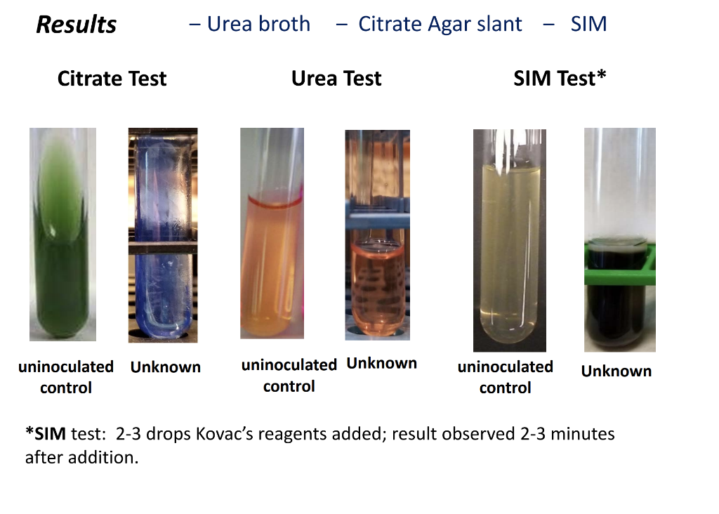 solved-results-phenol-red-glucose-broth-phenol-red-sucrose-chegg