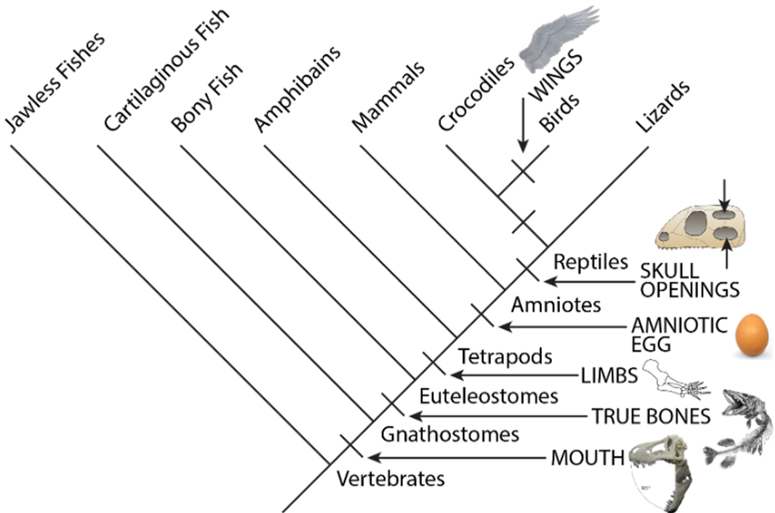 Solved Within the context of this particular phylogentic | Chegg.com