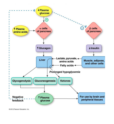 Solved . The diagram below illustrates a negative feedback | Chegg.com