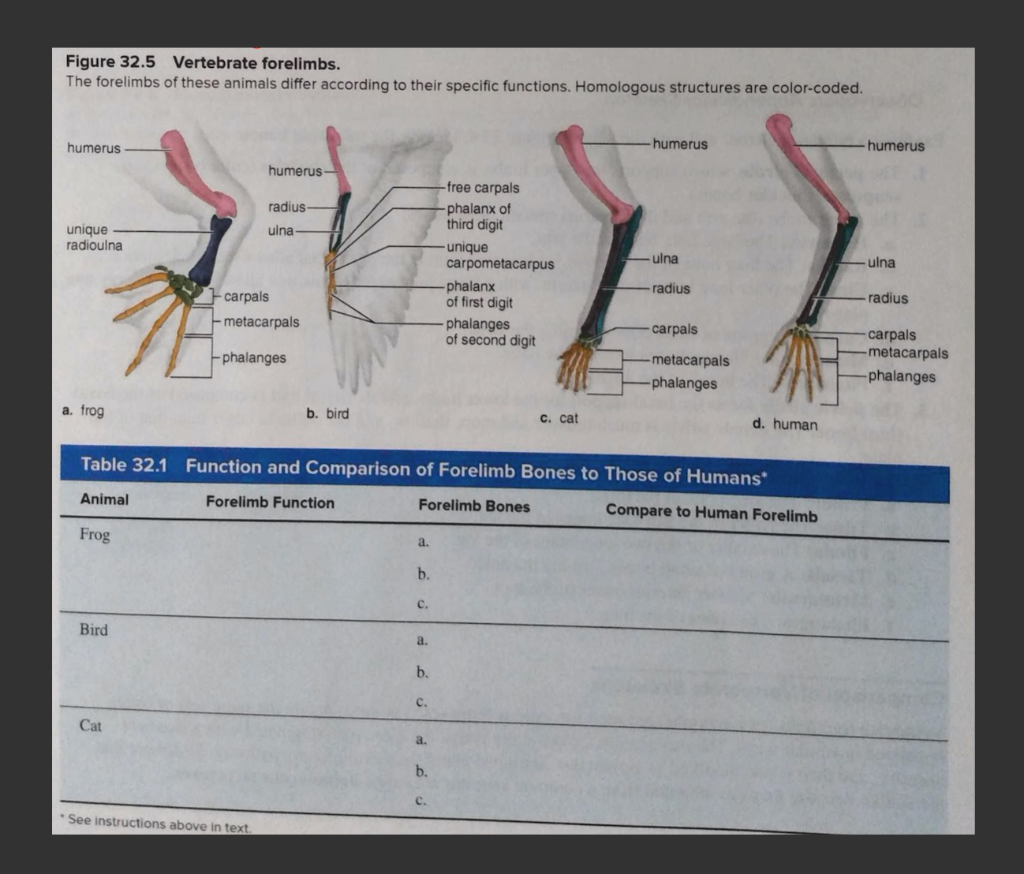 Solved Figure 32.5 Vertebrate forelimbs. The forelimbs of | Chegg.com