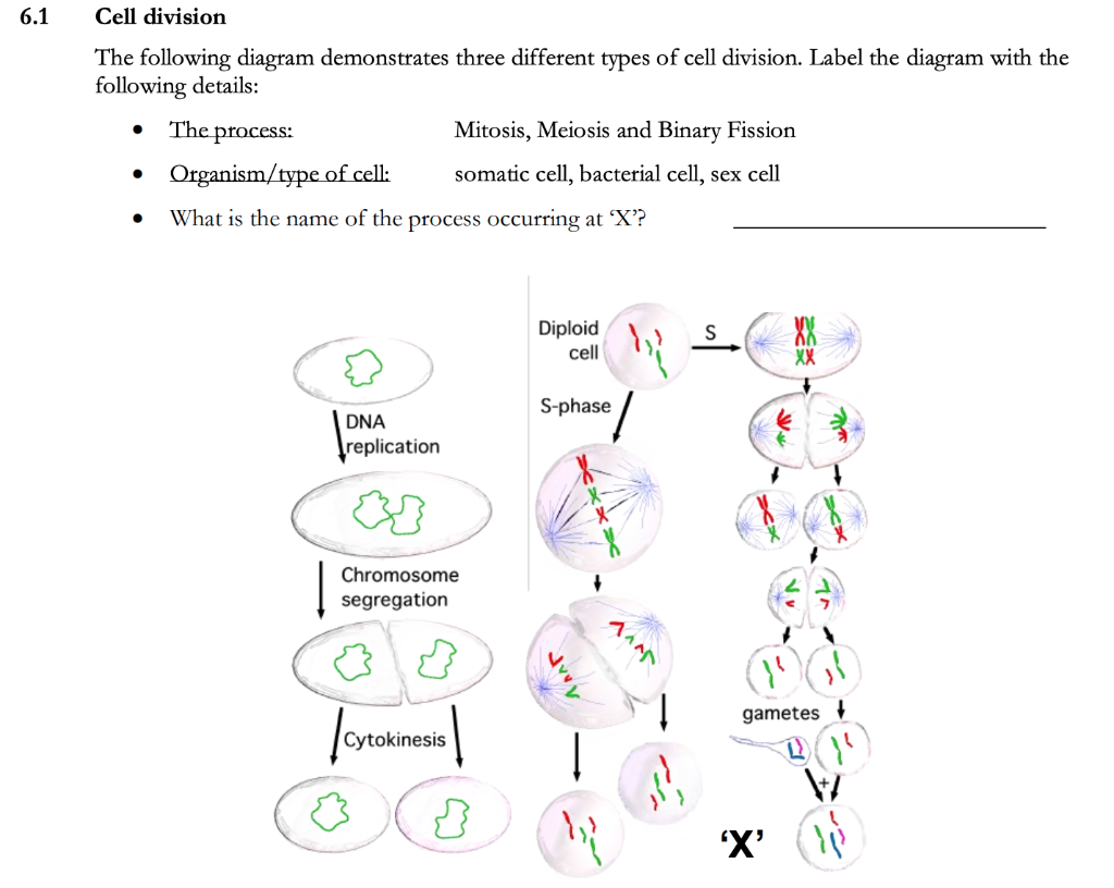 somatic cell diagram