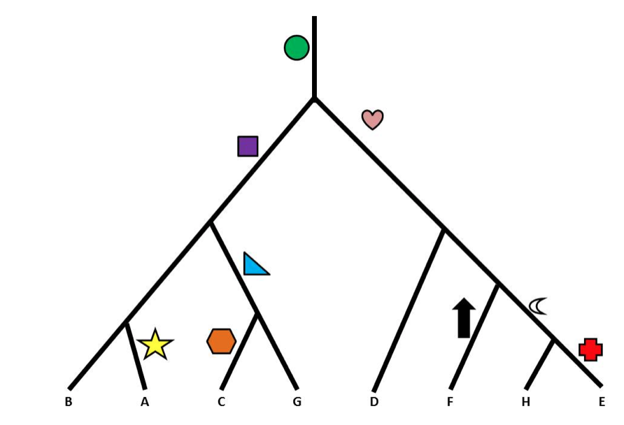 Which Shapes From Your Tree Construction In The Clade Chegg Com