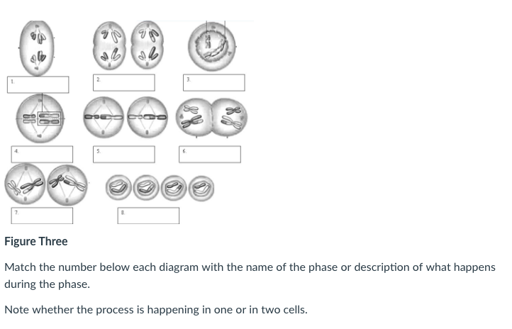 Solved Figure Three Match the number below each diagram with | Chegg.com