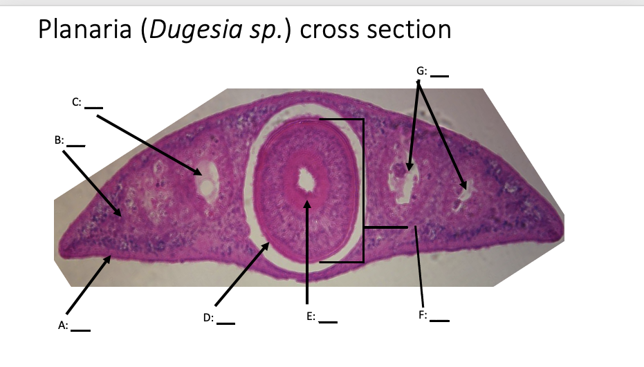 planaria diagram cross section