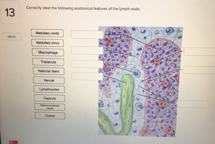 Anatomy And Physiology Archive | March 26, 2018 | Chegg.com