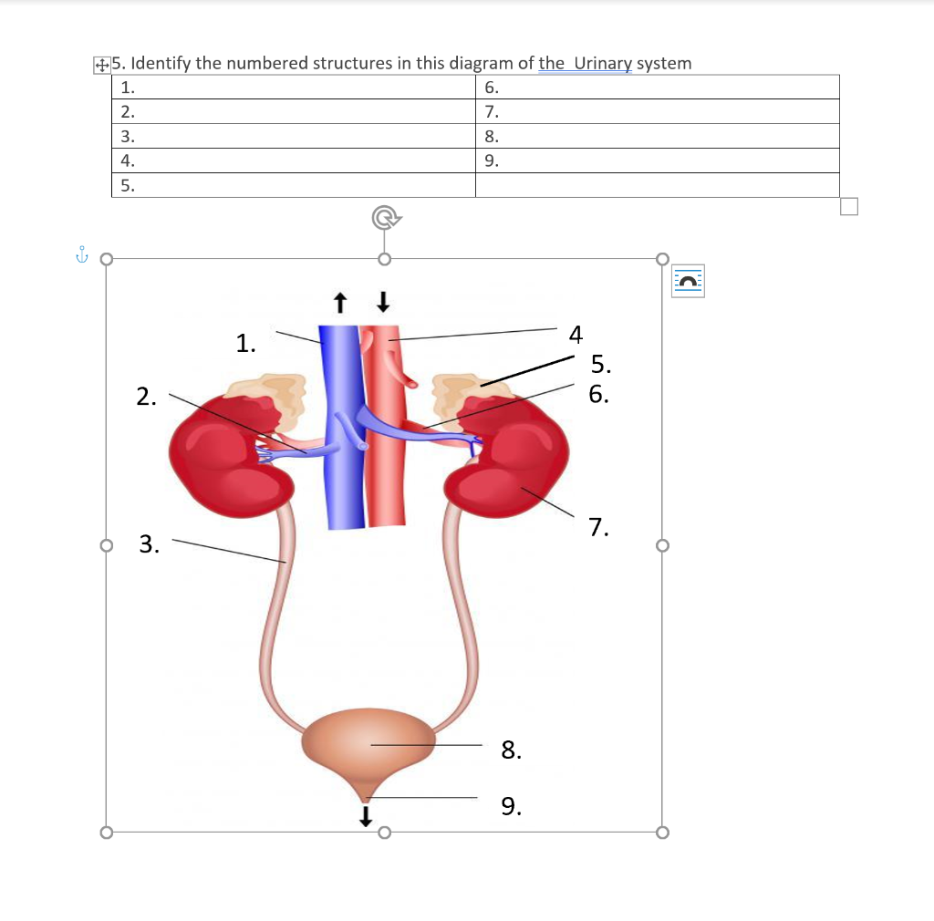 Hãy cùng chiêm ngưỡng hình ảnh về loài cá Aaonostomus monticola đầy đặn cùng với bộ vảy lấp lánh. Với màu sắc rực rỡ và dáng vẻ độc đáo, chắc chắn đây sẽ là một trải nghiệm đáng nhớ cho những ai yêu thích nghề cá đó.