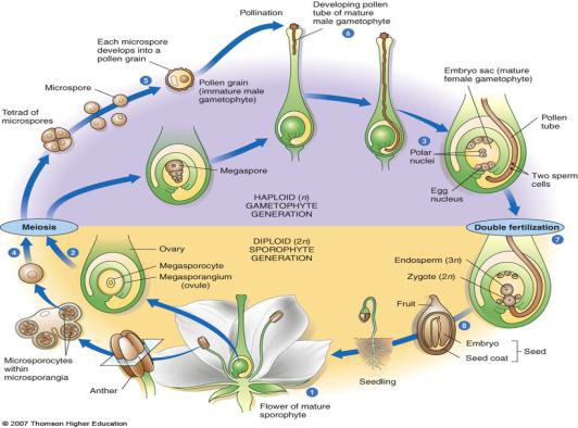 How does a fern gametophyte obtain food - aihoreds