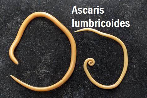 Solved Ascaris Lumbricoides Op 