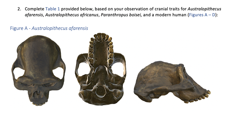 Solved LA #11 - Australopith/Early Homo Comparisons | Chegg.com