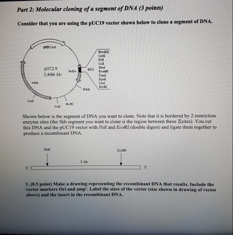 Solved Part 2: Molecular Cloning Of A Segment Of DNA (3 | Chegg.com