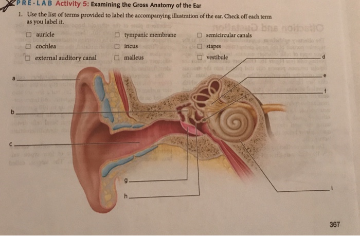 Solved: Examining The Gross Anatomy Of The Ear | Chegg.com