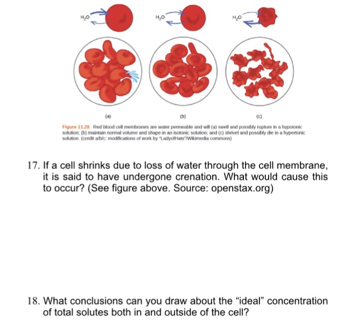 Solved -If a cell shrinks due to loss of water through the | Chegg.com