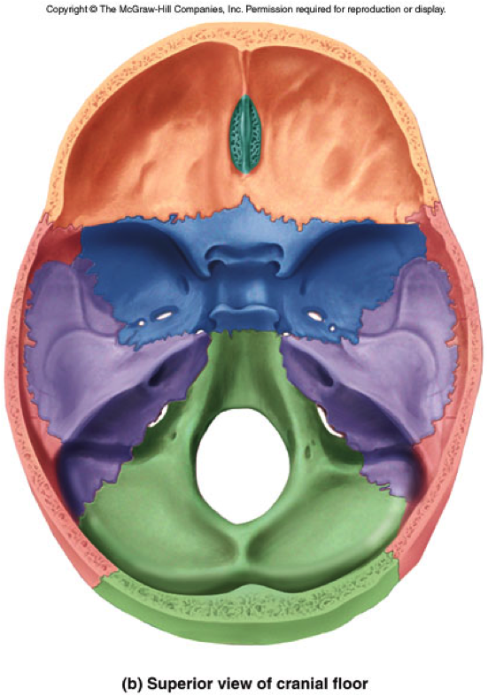 6 Skull Axial Appendicular Skeleton Flashcards Chegg Com