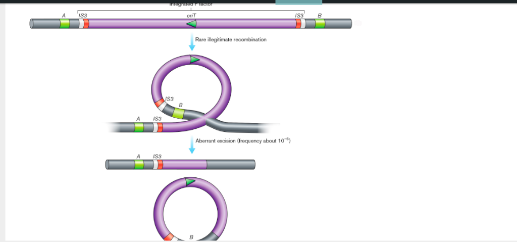 Solved IS3 B Rare illegitimate recombination IS3 A IS3 | Chegg.com