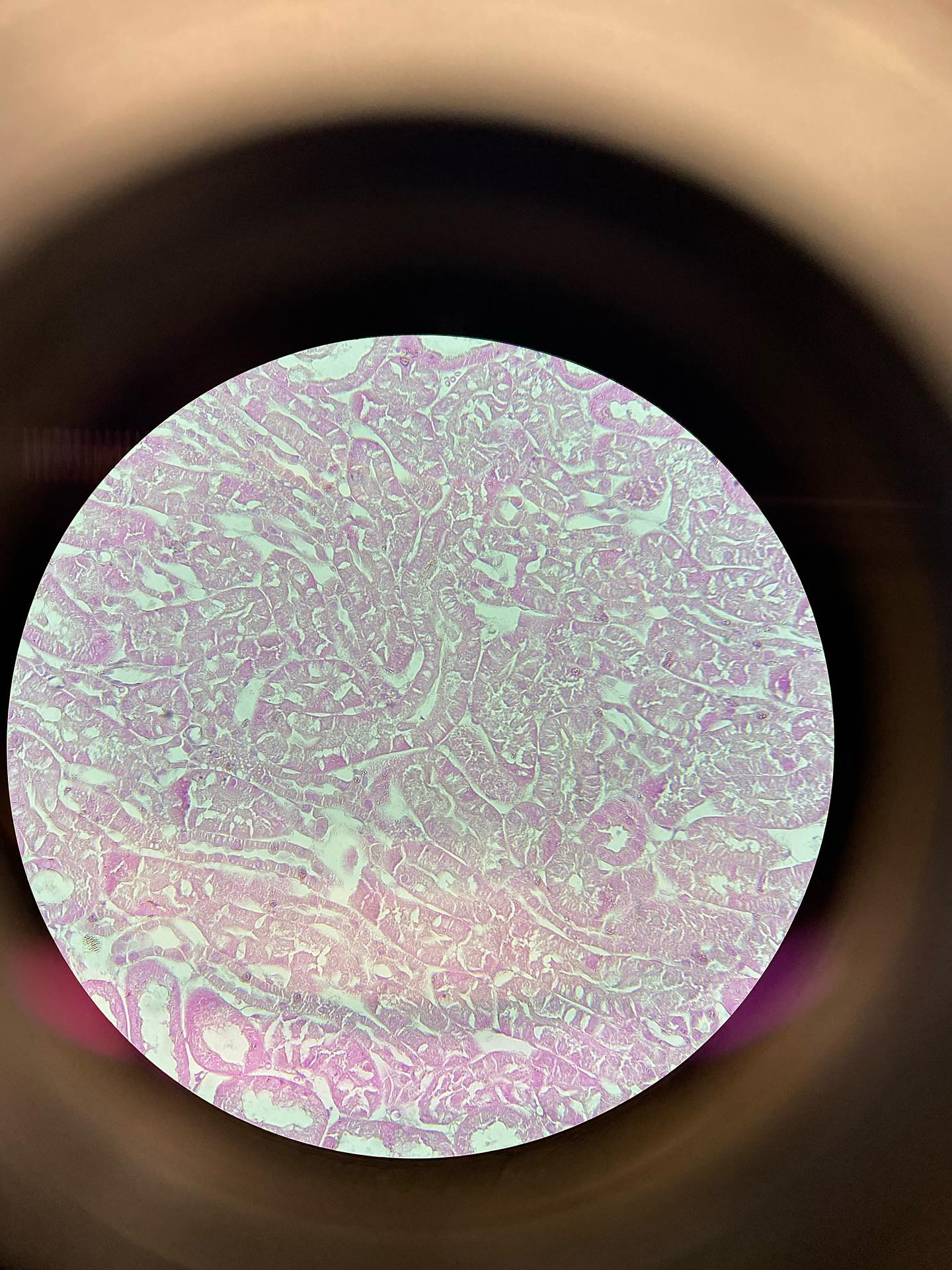 Solved What is this organ in histology. Biology Diagrams
