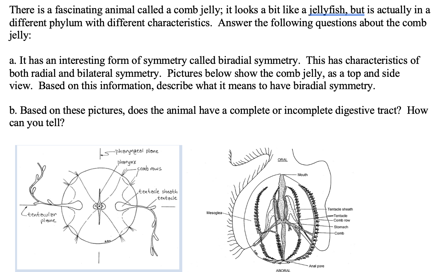 Solved There is a fascinating animal called a comb jelly; it