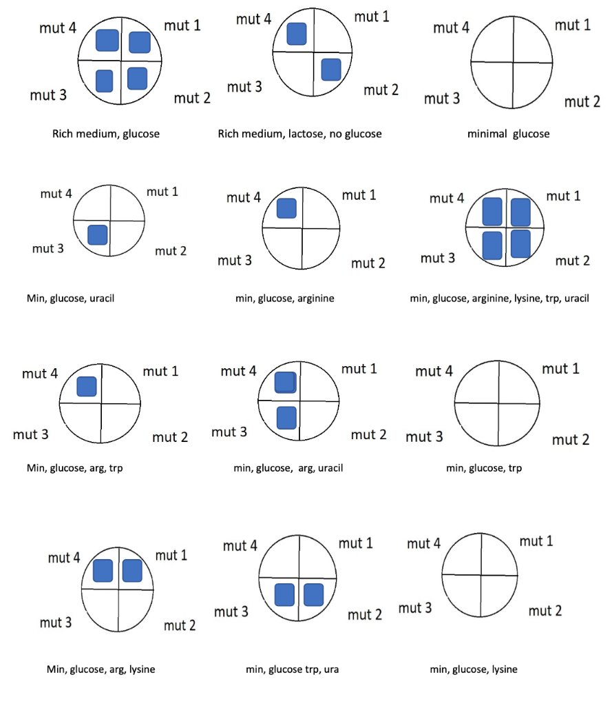 Solved You need to fill in the boxes with + and - + = Wild | Chegg.com