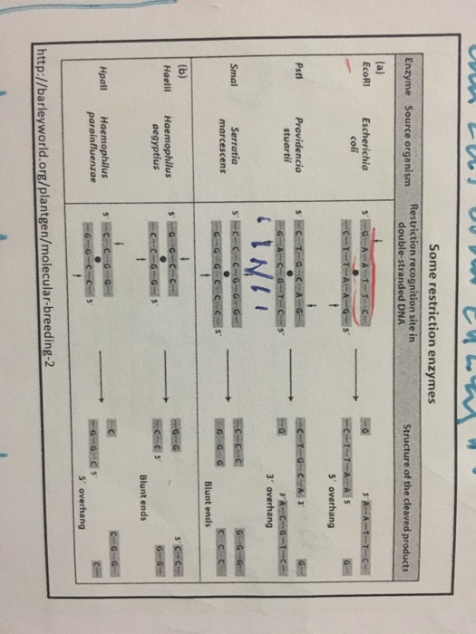 Solved D Question 3 1 pts The lab used restriction enzymes | Chegg.com