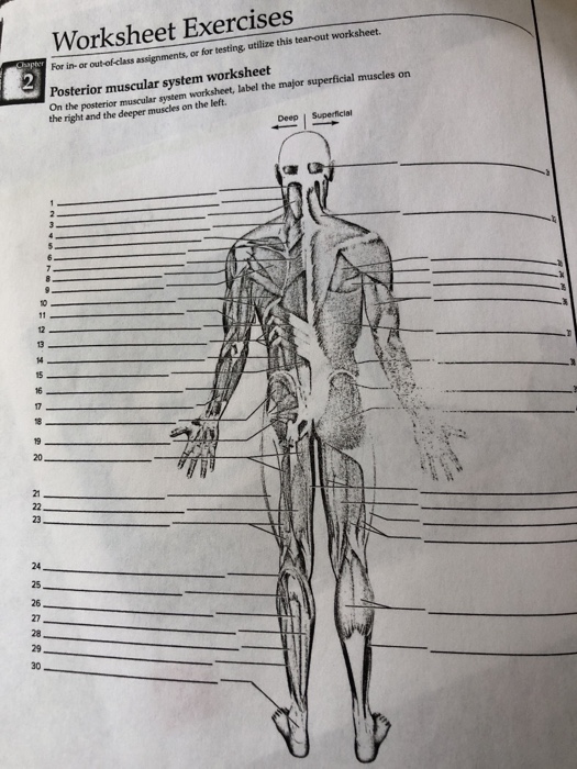 31 Label The Muscular System Worksheet - Labels For You