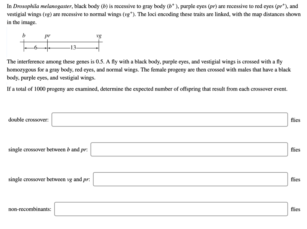 Solved In Drosophila Melanogaster Black Body B Is Chegg Com