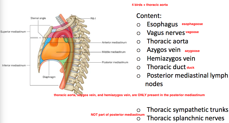 5 LO: Mediastinum Flashcards