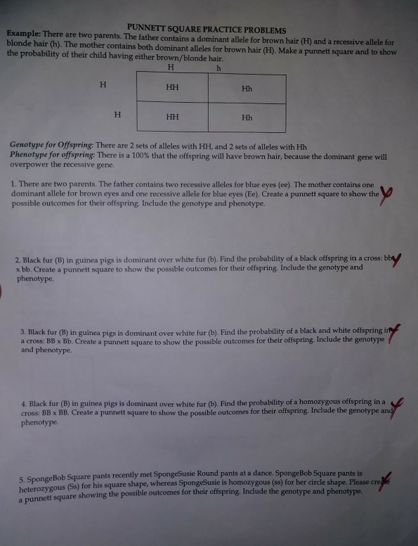 Solved PUNNETT SQUARE PRACTICE PROBLEMS Example: There are | Chegg.com