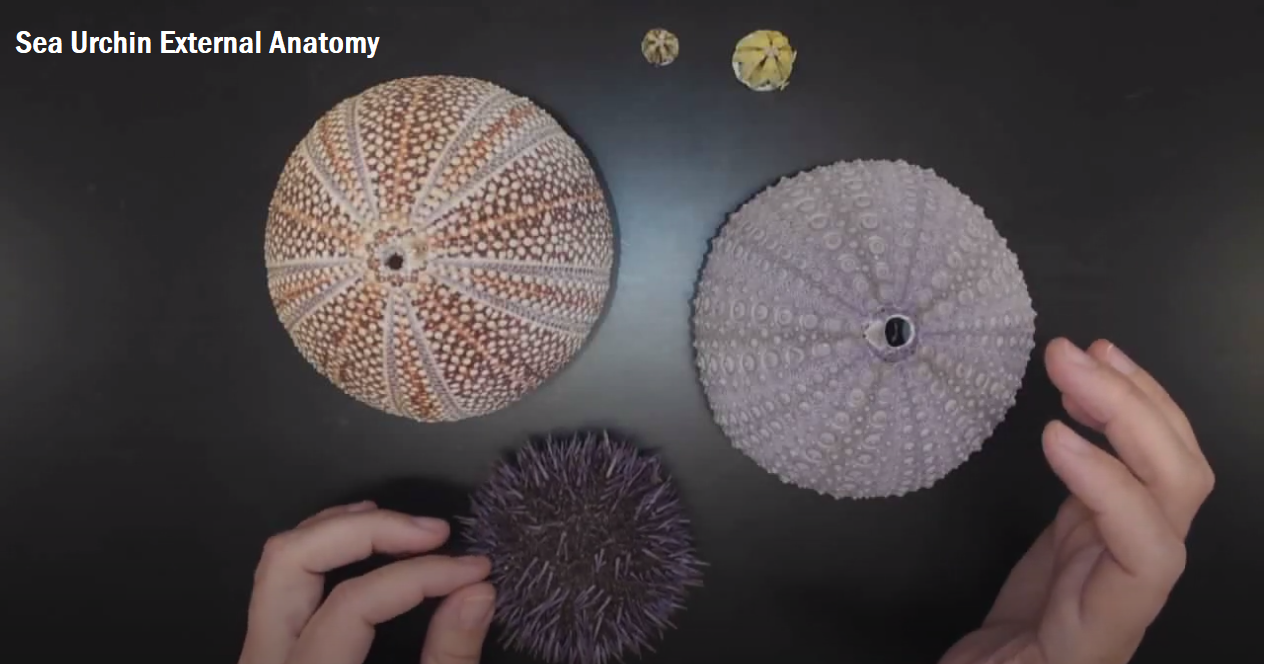 sea urchin external anatomy