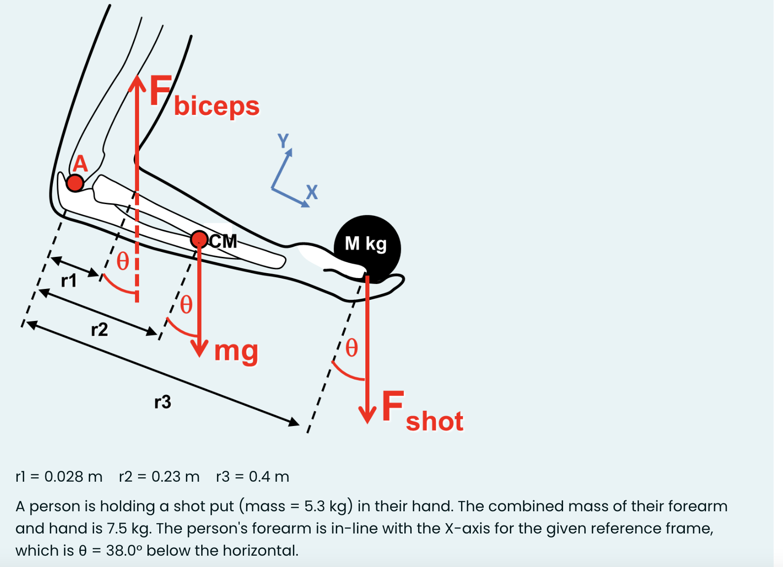 Solved Assume the shot put falls out of the person's hand