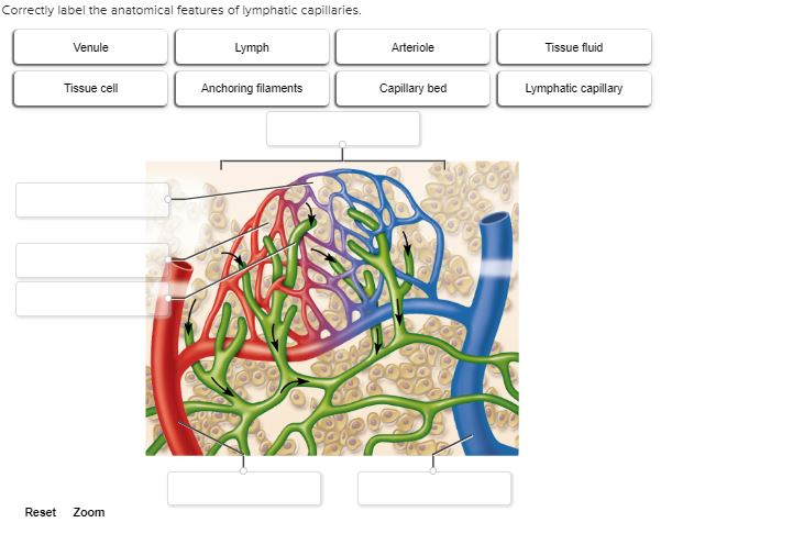 Correctly Label the Anatomical Features of Lymphatic Capillarie - Emily