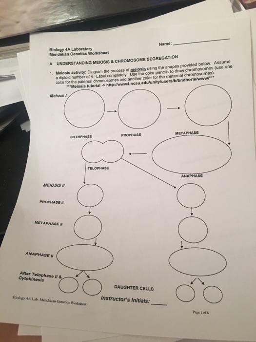 solved-meiosis-activity-diagram-the-process-of-meiosis-chegg