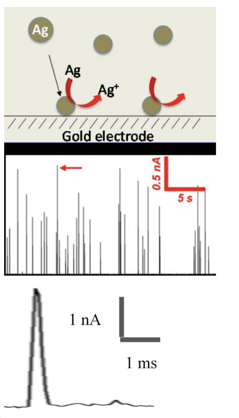 Solved A 25-µm-diameter gold microelectrode is used to study | Chegg.com