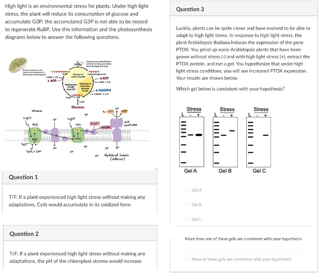 Solved High light is an environmental stress for plants.