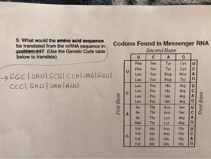 Solved 9. What would the amino acid sequence be translated