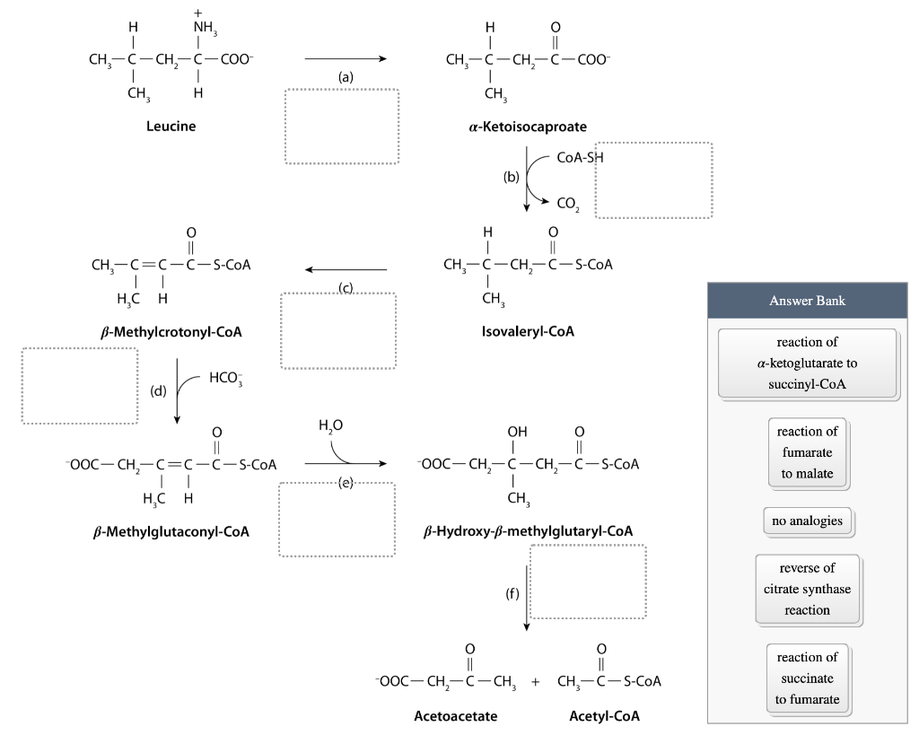 Solved The carbon skeleton of leucine is degraded by a | Chegg.com