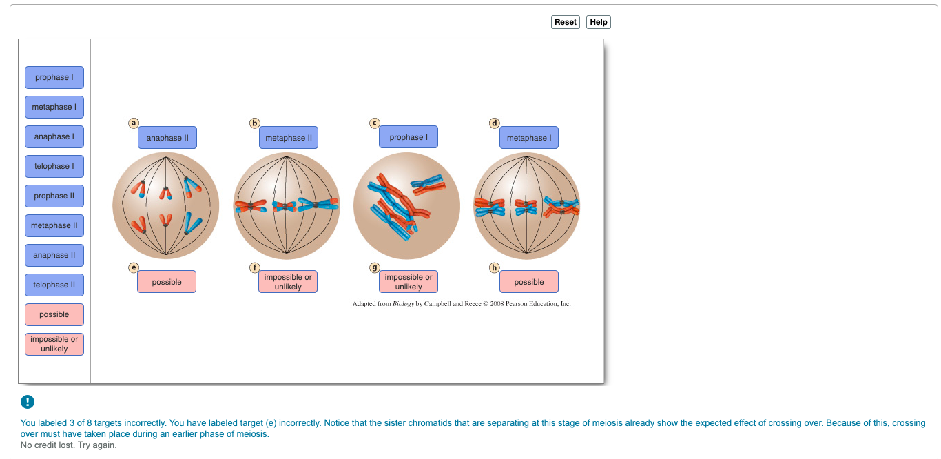 prophase 1