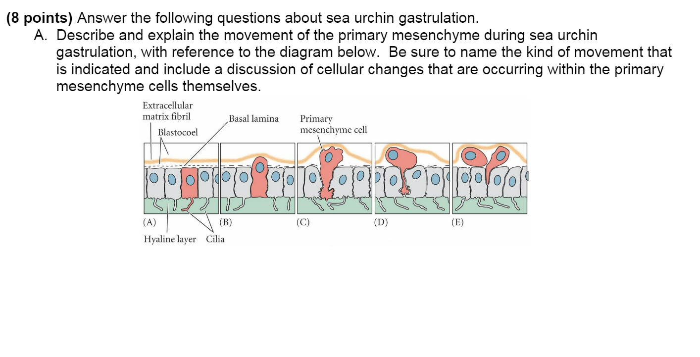 gastrulation sea urchin