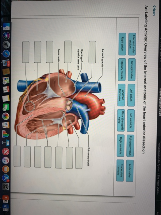 Solved くHeart Art-Labeling Activity: Overview Of The | Chegg.com