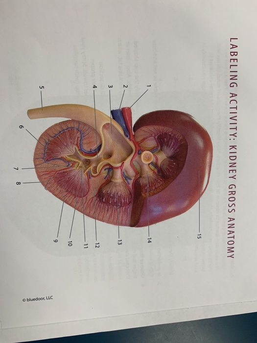 Gross Anatomy Of The Kidney - Anatomy Drawing Diagram