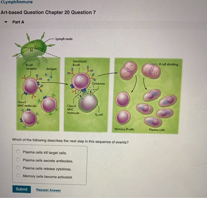 Solved Lymph1mmune Artbased Question Chapter 20 Question 7