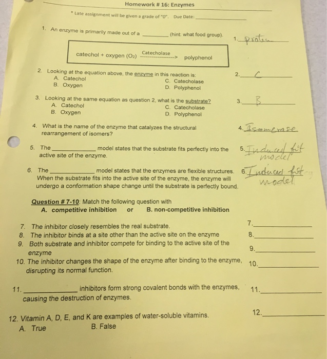 Solved Homework # 16: Enzymes Late assignment will be given | Chegg.com