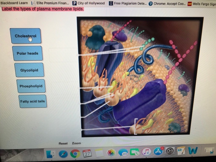 33 Label The Types Of Plasma Membrane Lipids - Labels Database 2020