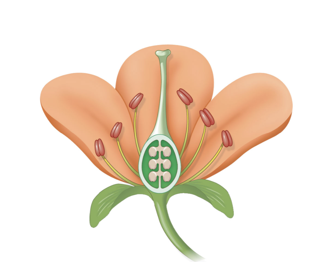 Solved Using the following picture, identify with an arrow